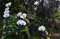 The Orchid Garden Villas Hoi An