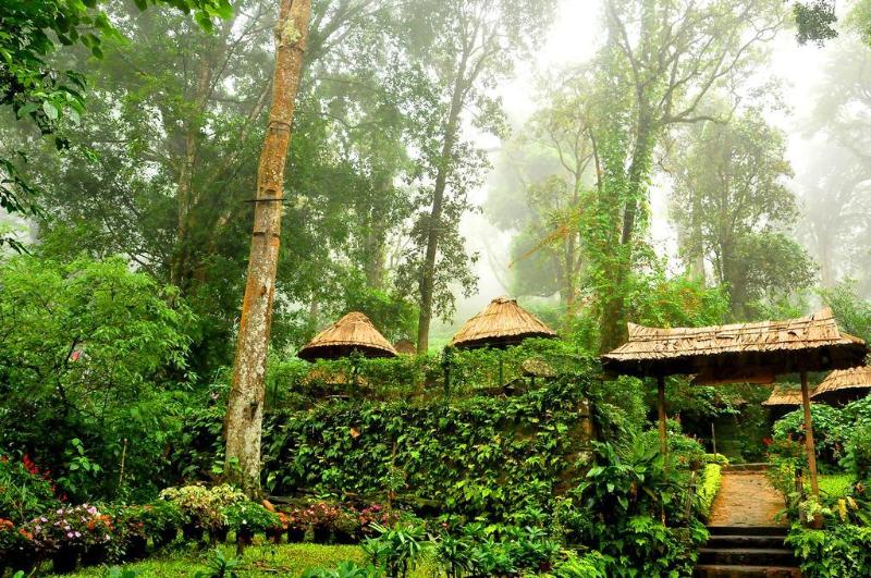 The Tall Trees Munnar