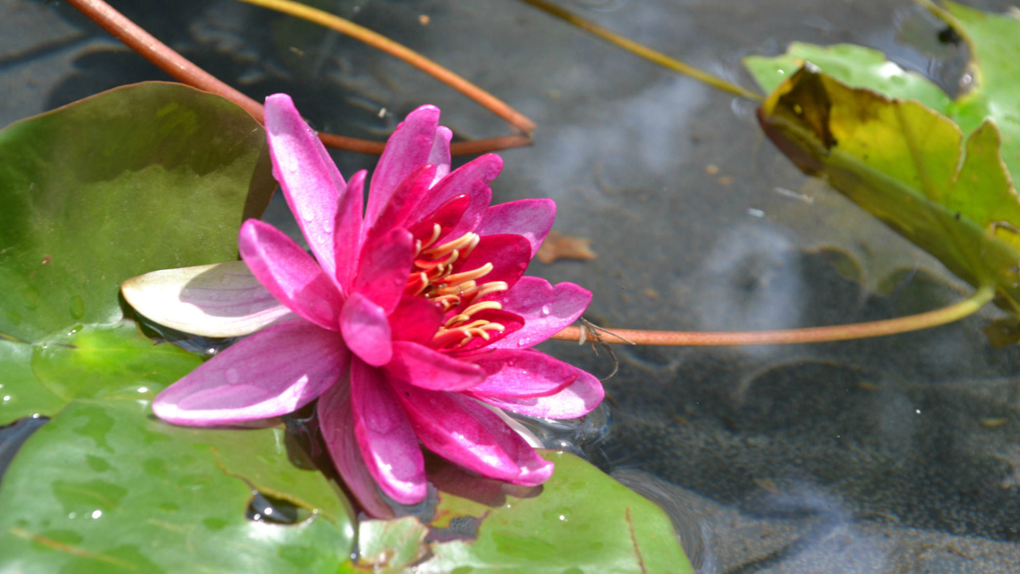 The Lily Pad At Byron Bay