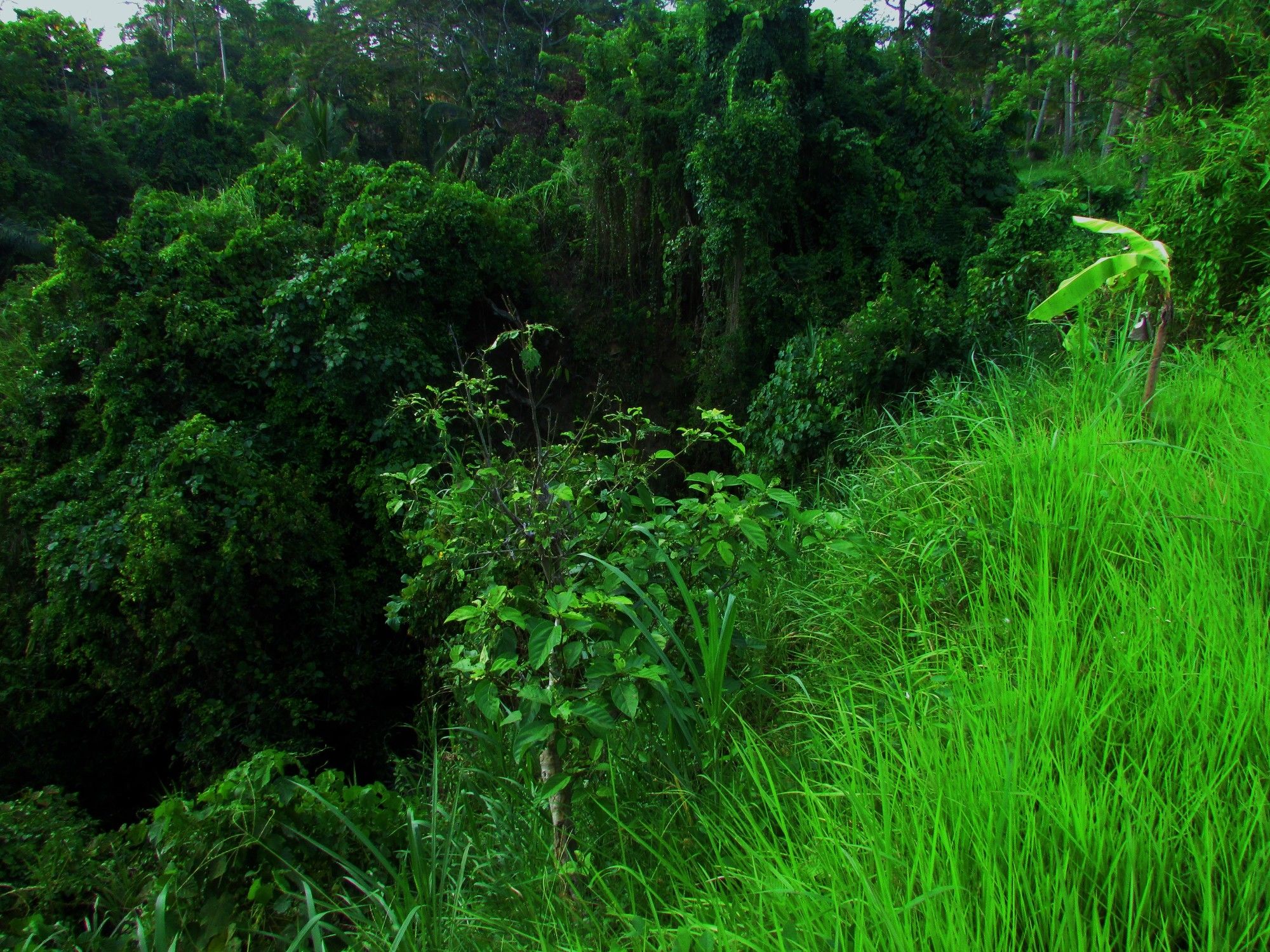 Temuku Villas Ubud
