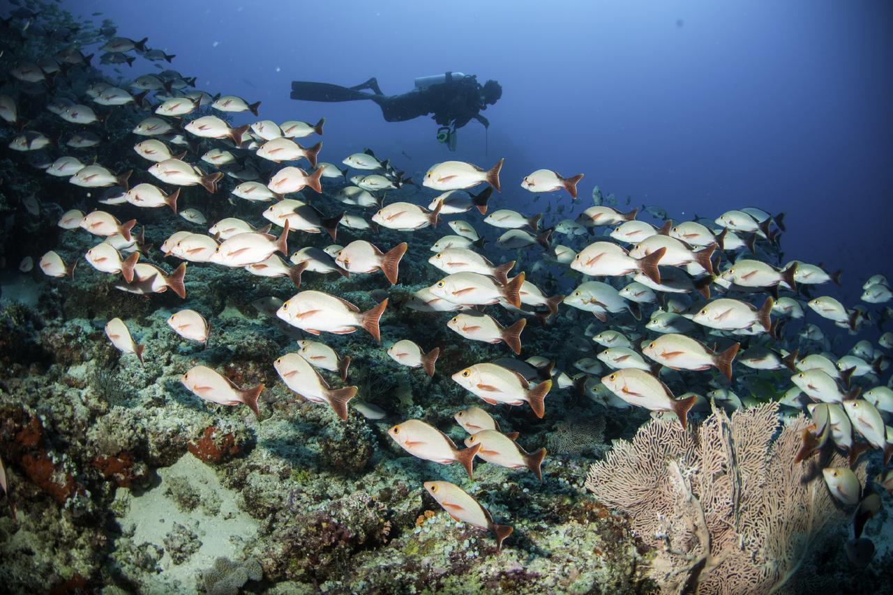 Machchafushi Island Resort & Spa Maldives The Centara Collection