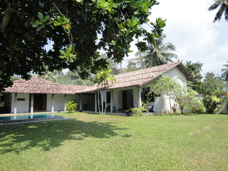 The Frangipani Tree